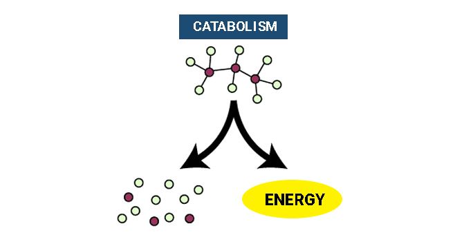 Proses katabolisme