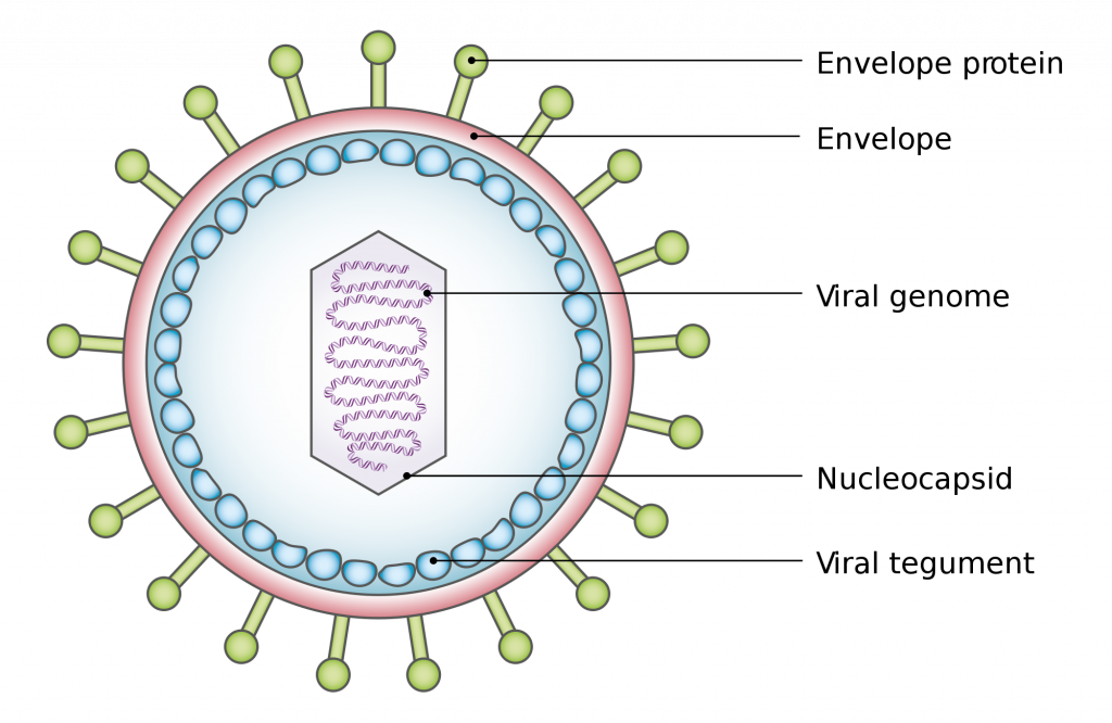 Struktur virus