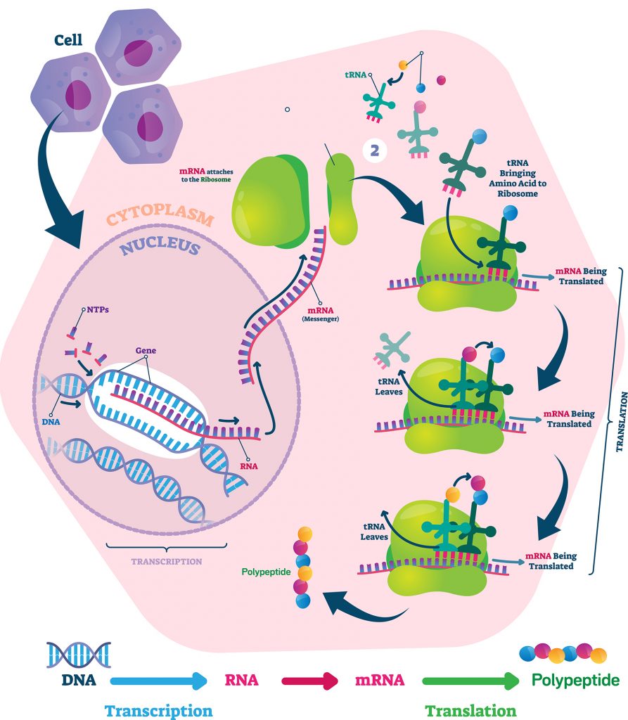 Tahapan Sintesis Protein Fase Translasi